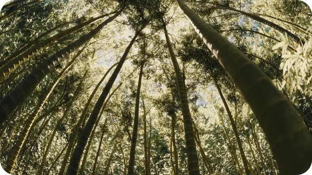 This serene, lush foliage was actually made with a Blender plugin