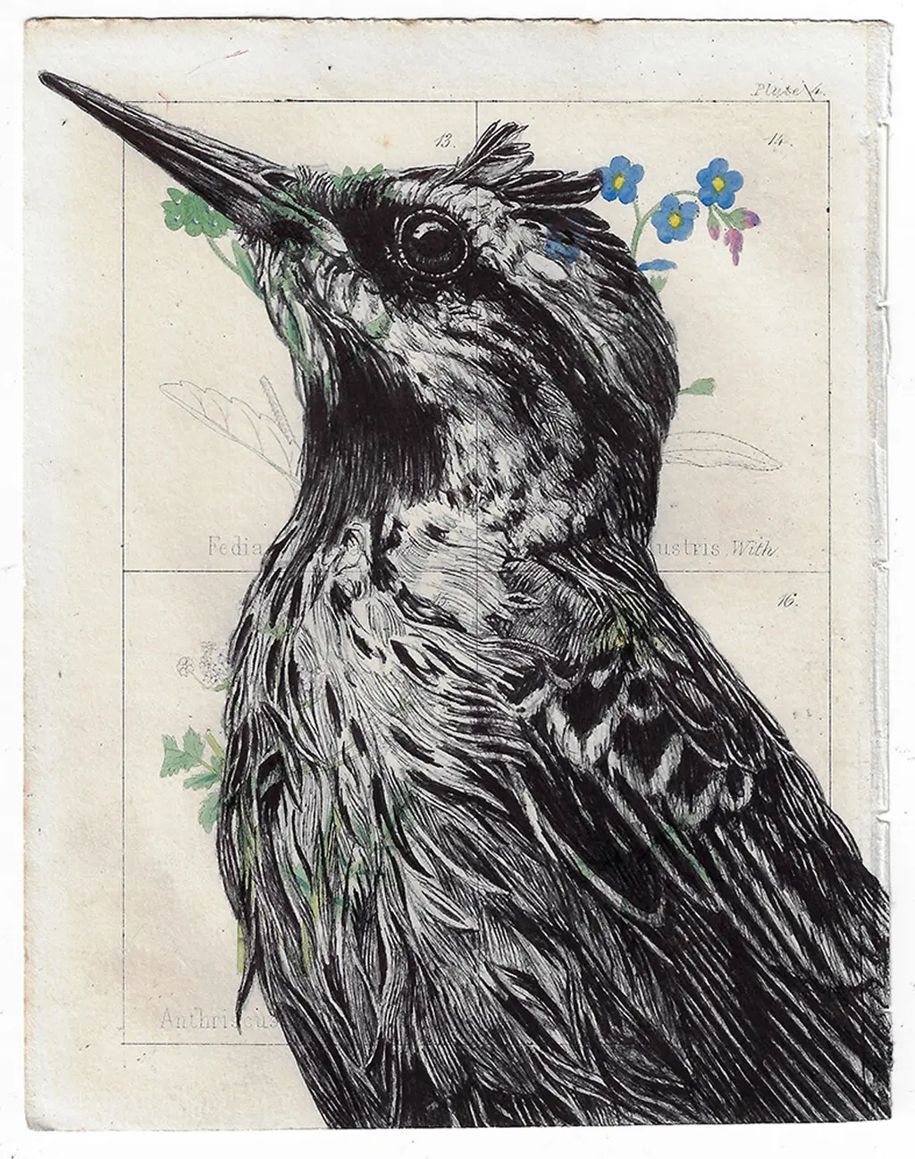 some ballpoint pen bird drawings on antique book pages :: Behance