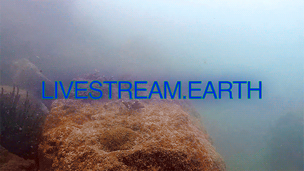 Inside Mark Dorf’s digital vivariums and infinite livestreams