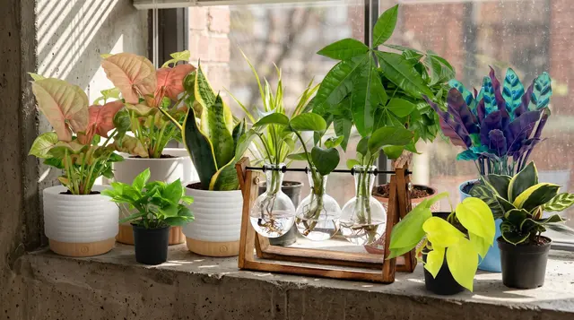 These 8 gorgeous house plants will brighten up your home office, and they don’t cost the earth
