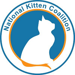 Kitten