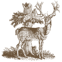 Stag